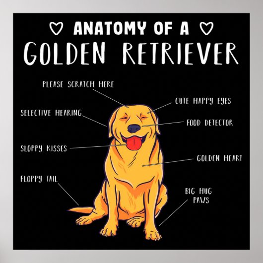 Anatomie eines Golden Retriever Poster (Vorne)