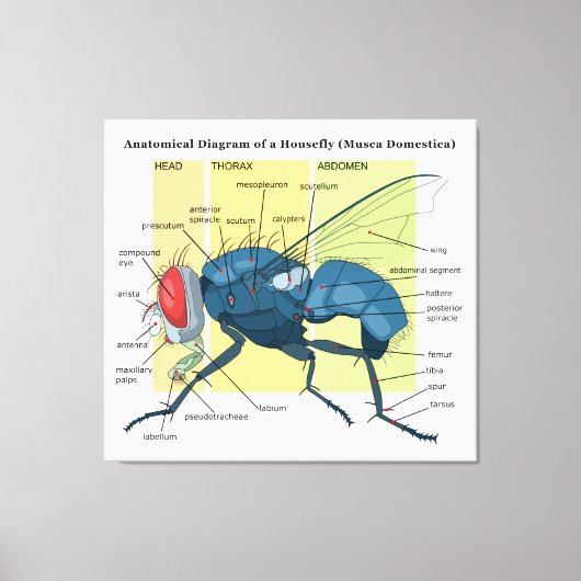 Anatomie eines häuslichen Diagramms Musca Domestic Leinwanddruck (Vorderseite)