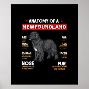 Anatomie eines Hundes in Neufundland Poster
