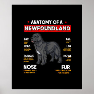 Anatomie eines Hundes in Neufundland Poster