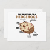 Anatomie eines Igels im niedlichen Igel Postkarte (Vorne/Hinten)