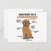 Anatomie eines Labradoodle-Niedlichen Hündchens Postkarte (Vorne/Hinten)