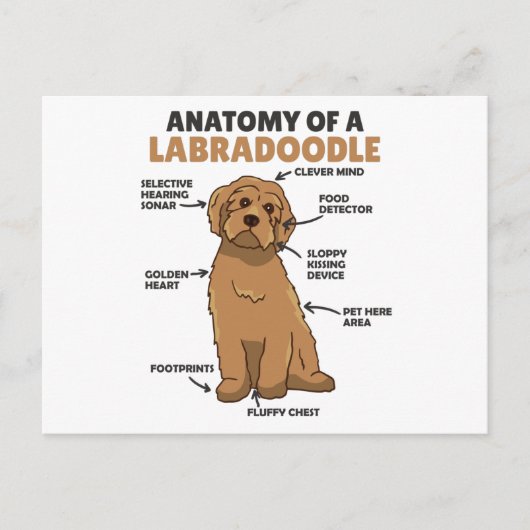 Anatomie eines Labradoodle-Niedlichen Hündchens Postkarte (Vorderseite)