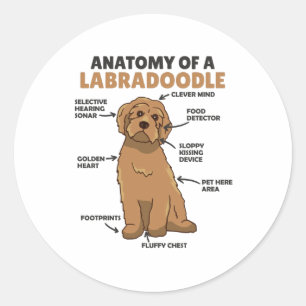 Anatomie eines Labradoodle-Niedlichen Hündchens Runder Aufkleber