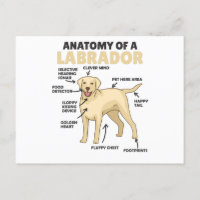 Anatomie eines Labrador Retriever Sweet Hunde