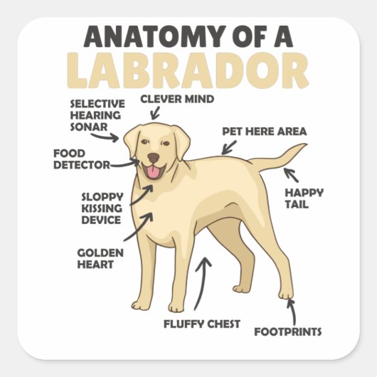 Anatomie eines Labrador Retriever Sweet Hunde Quadratischer Aufkleber (Vorderseite)