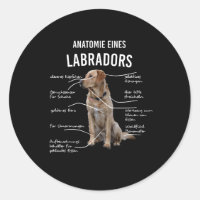 Anatomie eines lustigen Labrador Retriever Hundes