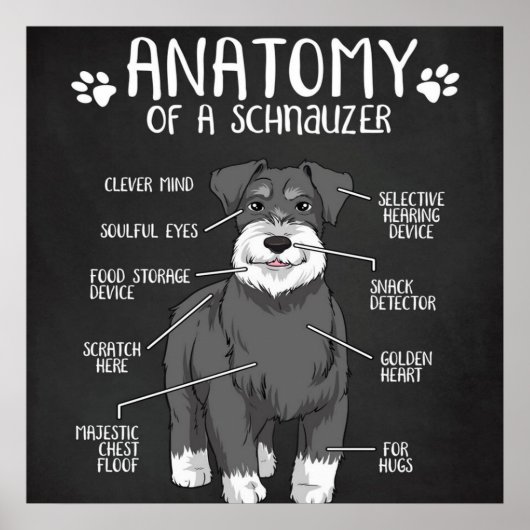 Anatomie eines Niedlichen Schnauzer-Hundes Poster (Vorne)