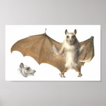 Anatomie eines Obstbades - Antiquitätengravur