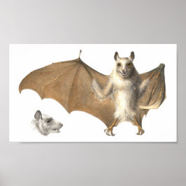 Anatomie eines Obstbades - Antiquitätengravur Poster