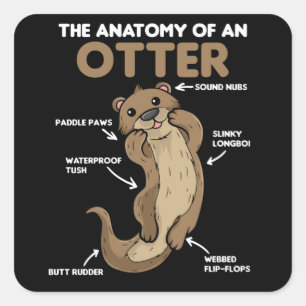 Anatomie eines Otters mit niedlicher Otter Quadratischer Aufkleber