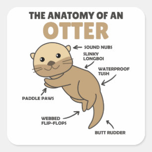 Anatomie eines Otters mit niedlicher Otter Quadratischer Aufkleber