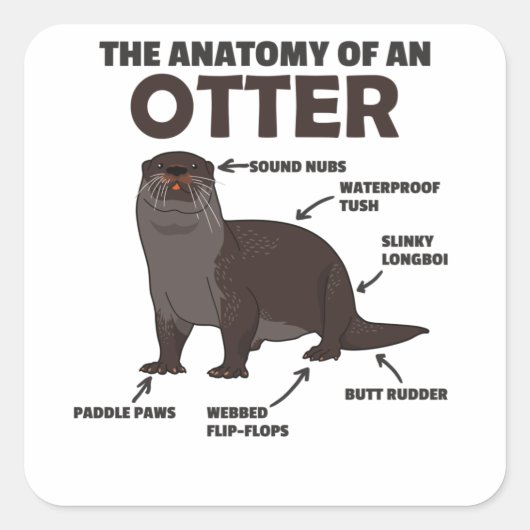 Anatomie eines Otters mit niedlicher Otter Quadratischer Aufkleber (Vorderseite)