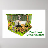 Anatomie eines Pflanze-Leaf-Posters Poster (Vorne)