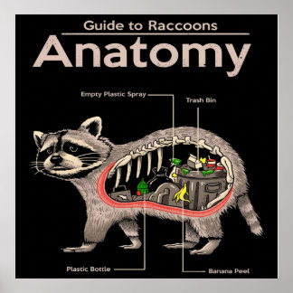 Anatomie eines Raccoons | Niedlich Panda Lover Poster