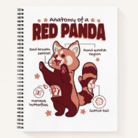 Anatomie eines roten Panda-Tieres