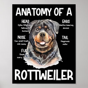 Anatomie eines Rottweilers für Hundeliebhaber Poster