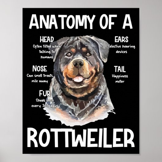 Anatomie eines Rottweilers für Hundeliebhaber Poster (Vorne)