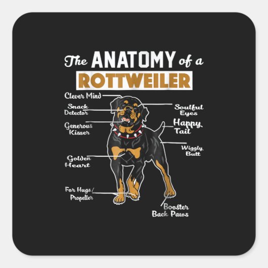 Anatomie eines Rottweilers Quadratischer Aufkleber (Vorderseite)