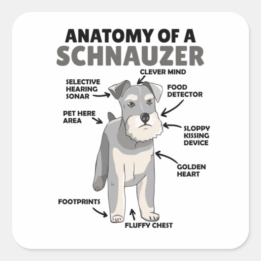 Anatomie eines Schnauzer-Niedlichen Hundes Quadratischer Aufkleber (Vorderseite)