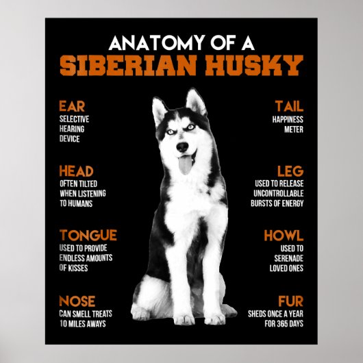 Anatomie eines sibirischen Husky-Hundes lustige Ku Poster (Vorne)
