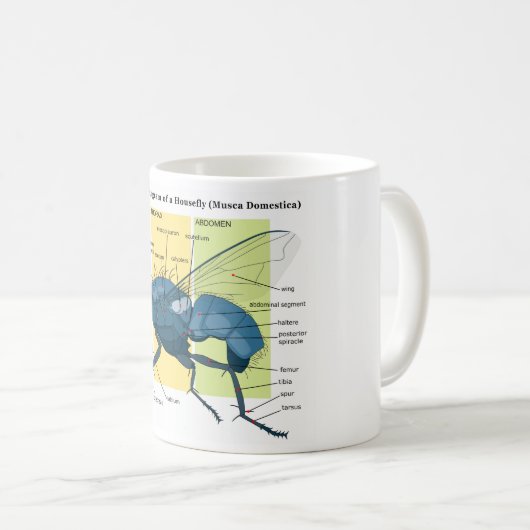 Anatomie eines Stubenfliegen-DiagrammMusca Kaffeetasse (VorderseiteRechts)