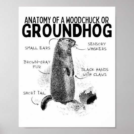 Anatomie eines Waldmurmeltiers oder eines Murmelti Poster (Vorne)