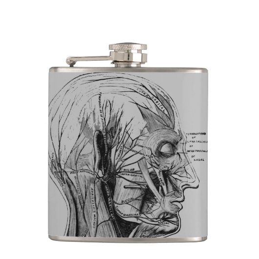 Anatomie Flachmann (Vorderseite)