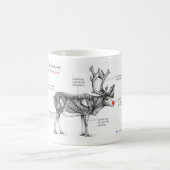 Anatomie geistreicher Illustrationen Rudolphs Kaffeetasse (Mittel)