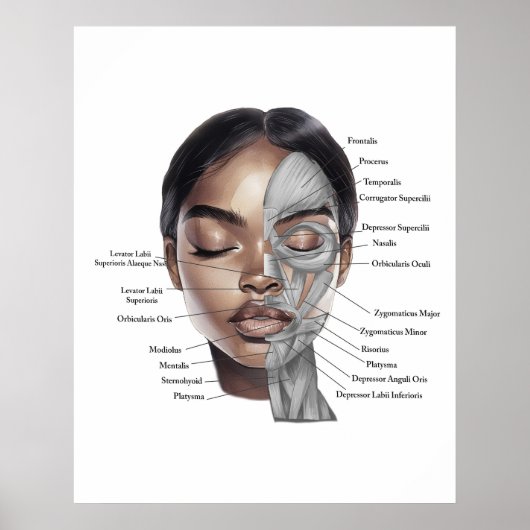 Anatomie-Gesichtsdruck 3 Poster (Vorne)