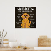 Anatomie Golden Retriever | Golden Retriever Lover Poster (Küche)