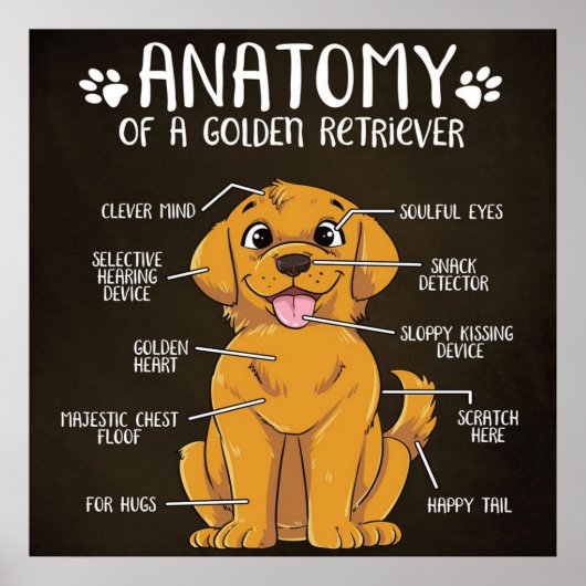 Anatomie Golden Retriever | Golden Retriever Lover Poster (Vorne)