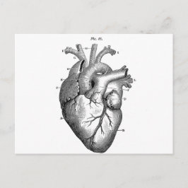 Anatomie-Herz-Bilder-Vintag Postkarte