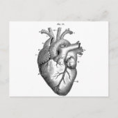 Anatomie-Herz-Bilder-Vintag Postkarte (Vorderseite)