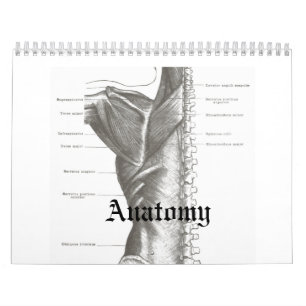 Anatomie-Kalender Kalender