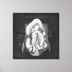 Anatomie Kunst des Digestive System Doctor Gift Leinwanddruck