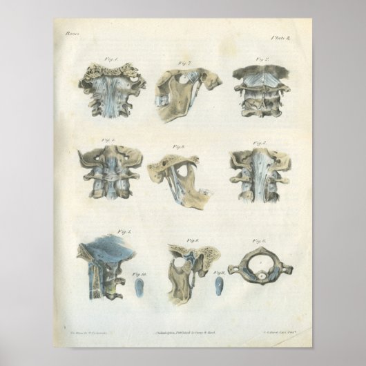 Anatomie Kunst, Dichtung und Musik Poster (Vorne)