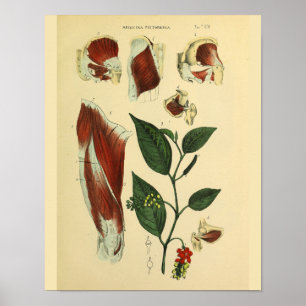 Anatomie-Kunstposter der Muskeln von Hüfte, Obersc Poster