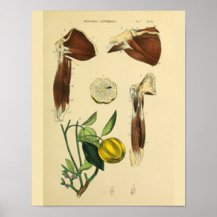 Anatomie-Kunstposter der Schultermuskeln Poster
