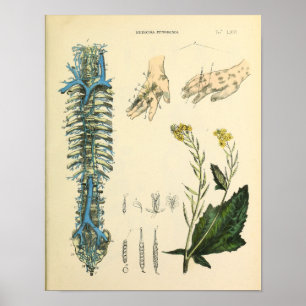 Anatomie-Kunstposter der Venen der Wirbelsäule Poster