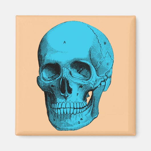 Anatomie Magnet (Vorne)