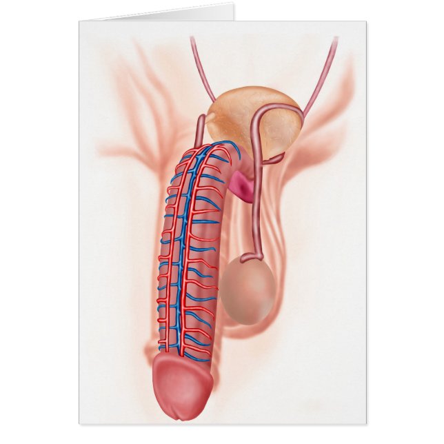 Anatomie männlicher Fortpflanzungsorgane (Vorne)