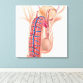 Anatomie männlicher Fortpflanzungsorgane Leinwanddruck (Insitu (Holzboden))