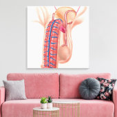 Anatomie männlicher Fortpflanzungsorgane Leinwanddruck (Insitu (Wohnzimmer))