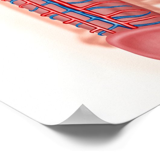 Anatomie männlicher Fortpflanzungsorgane Poster (Ecke)