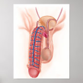 Anatomie männlicher Fortpflanzungsorgane Poster (Vorne)