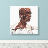 Anatomie männlicher Gesichts- und Halsmuskeln, Vor Leinwanddruck (Insitu (Holzboden))