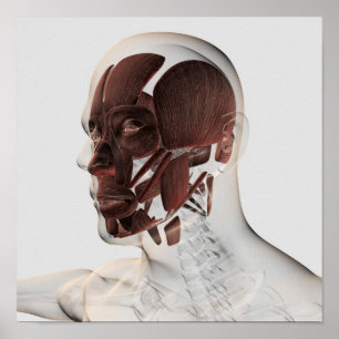 Anatomie männlicher Gesichtsmuskeln, seitliche Sic Poster