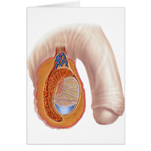Anatomie männlicher Hoden