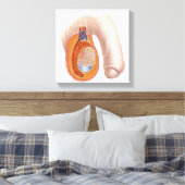 Anatomie männlicher Hoden Leinwanddruck (Insitu (Schlafzimmer))